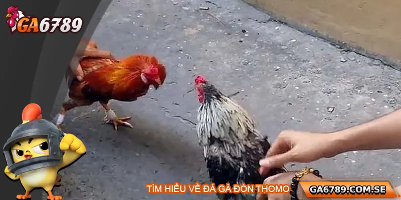 Khám Phá Trực Tiếp Đá Gà Thomo Uy Tín Tại Ga6789 1 Tìm hiểu về đá gà Thomo